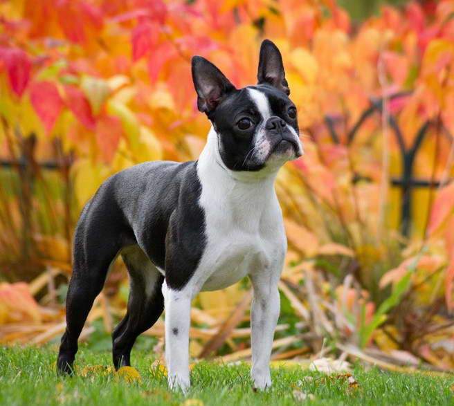 Boston Terrier Club of Victoria