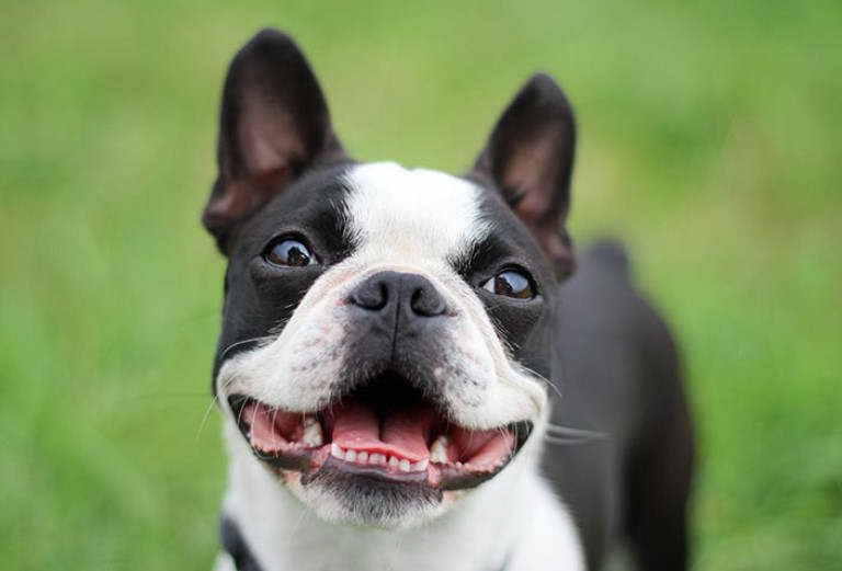 Boston Terrier Club