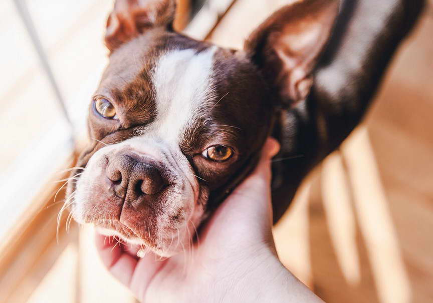 Boston Terrier Coughing Up Phlegm