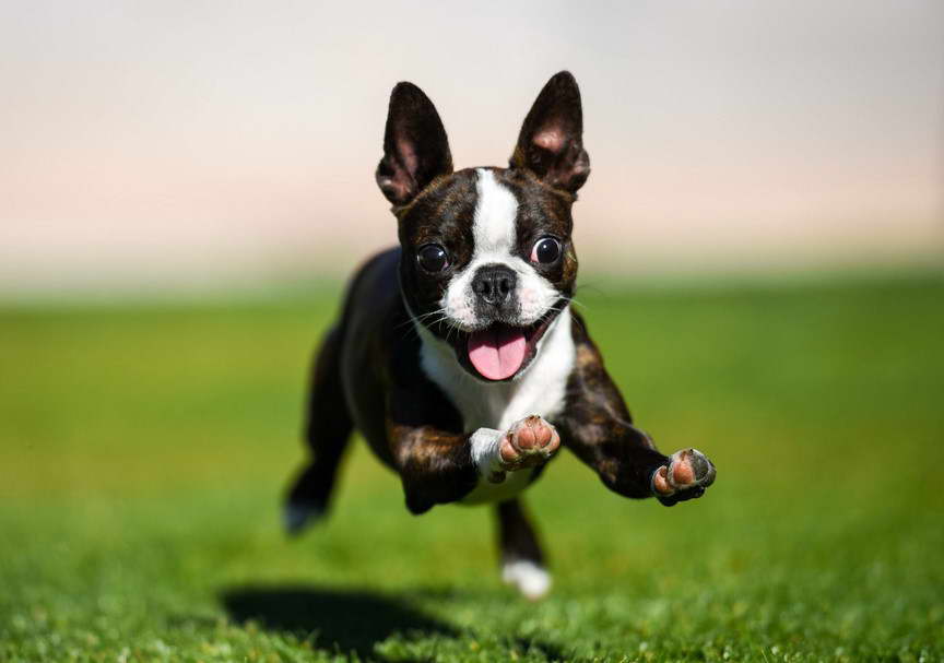 Boston Terrier Dog Supplies