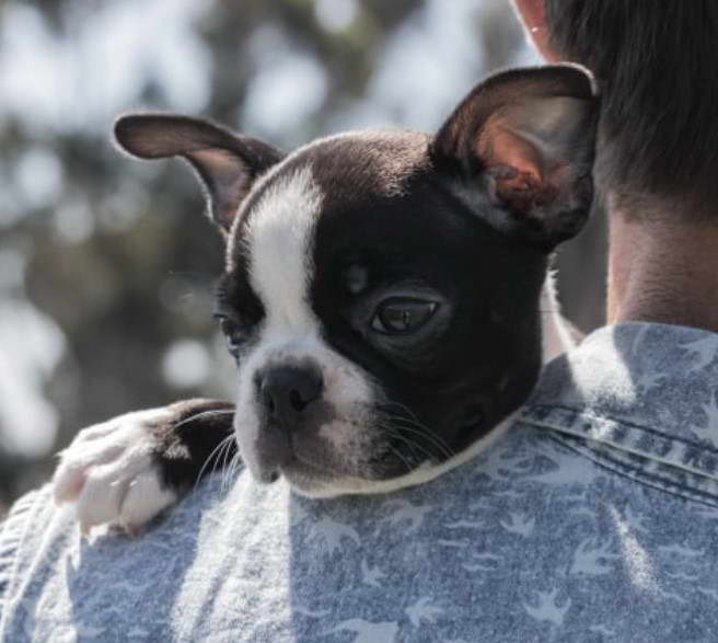 Boston Terrier Farts All The Time