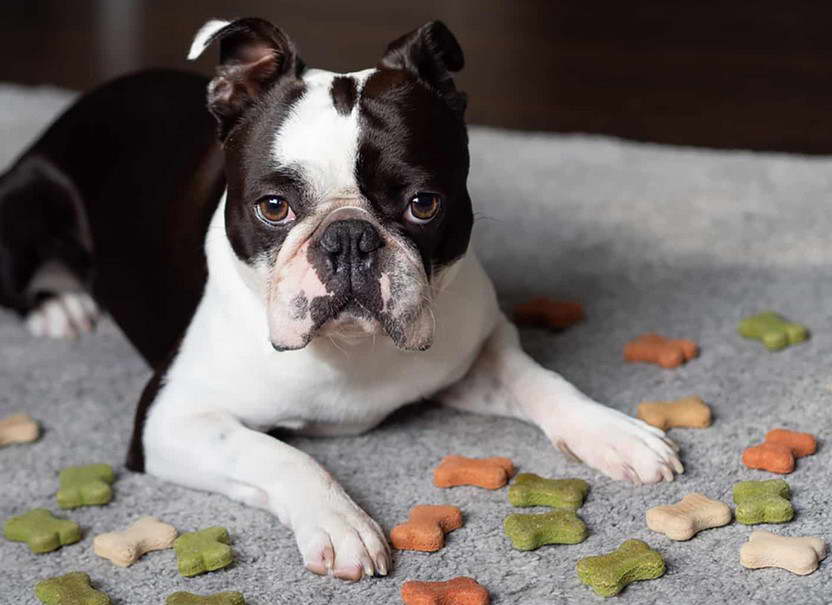 Boston Terrier Food Brand