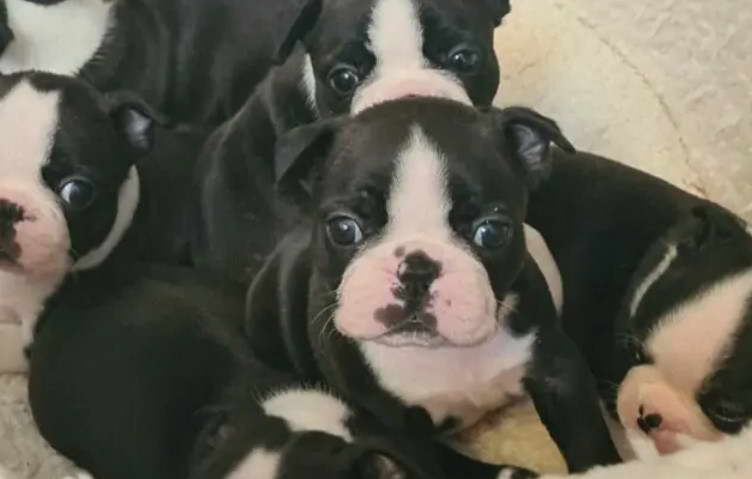 Boston Terrier For Sale Ireland