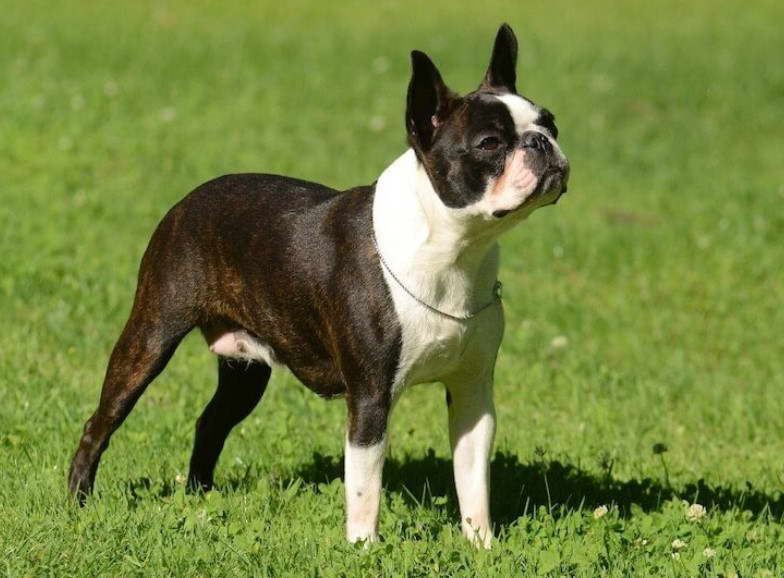 Boston Terrier French Bulldog Mix Puppies For Sale Florida