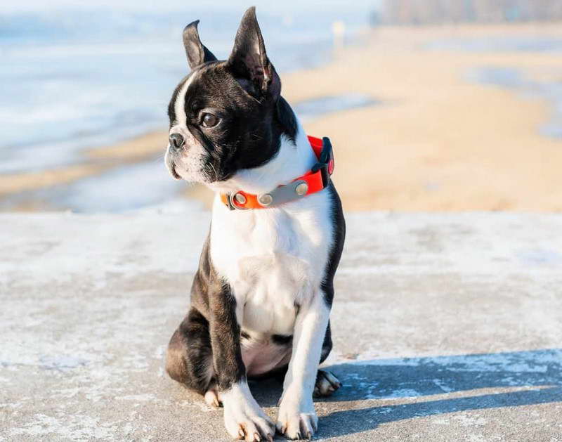 Boston Terrier French Bulldog Rescue of Alabama