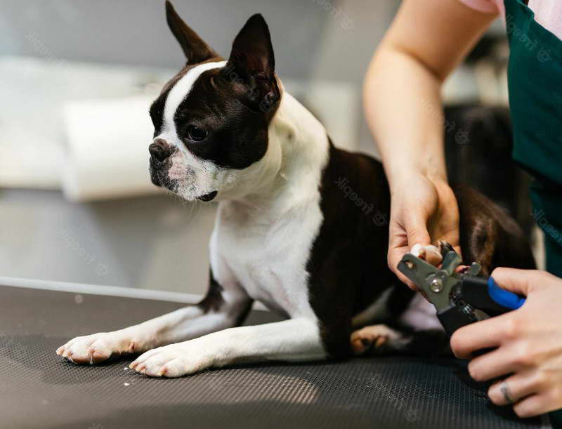 Boston Terrier Grooming