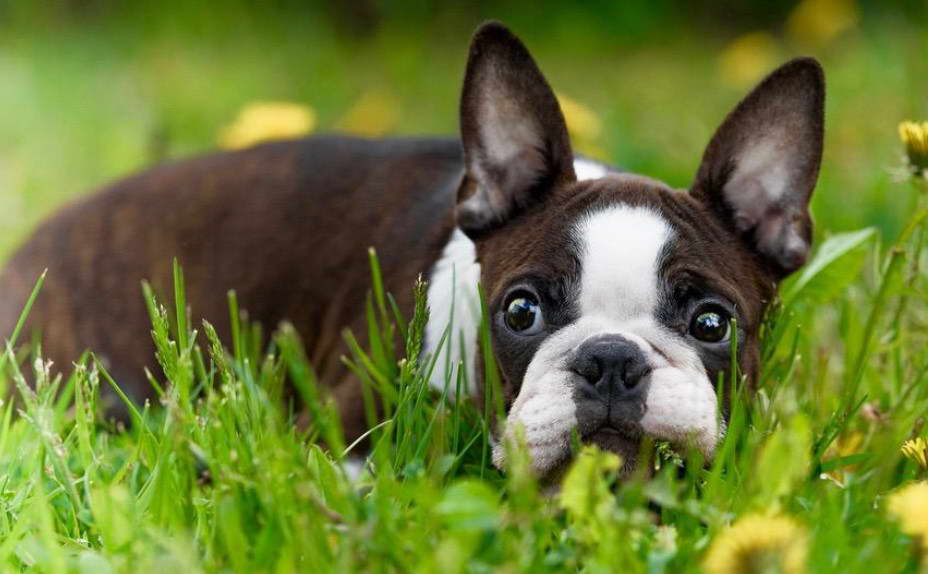 Boston Terrier Growth Rate