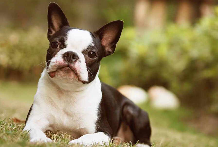 Boston Terrier Heat Stroke