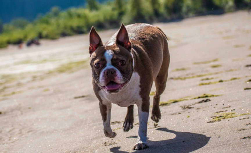 Boston Terrier Hind Leg Problems