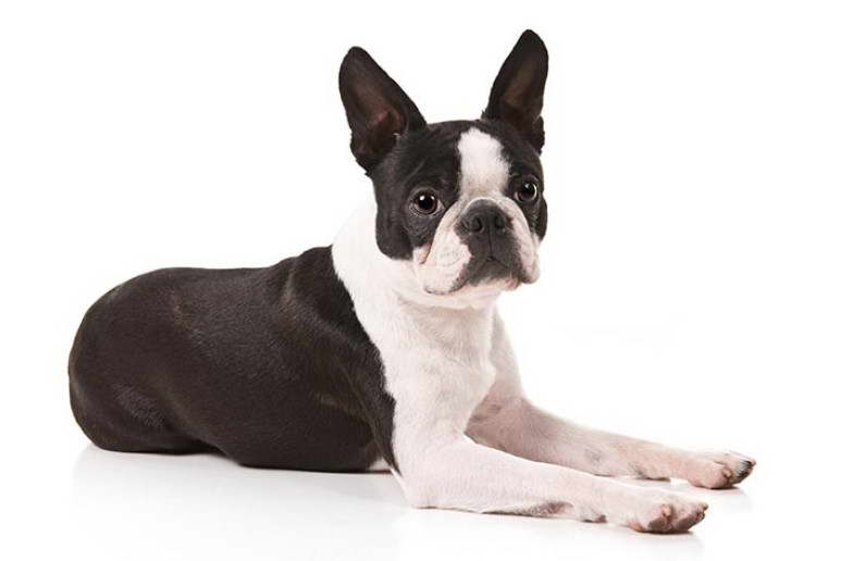 Boston Terrier House Rules