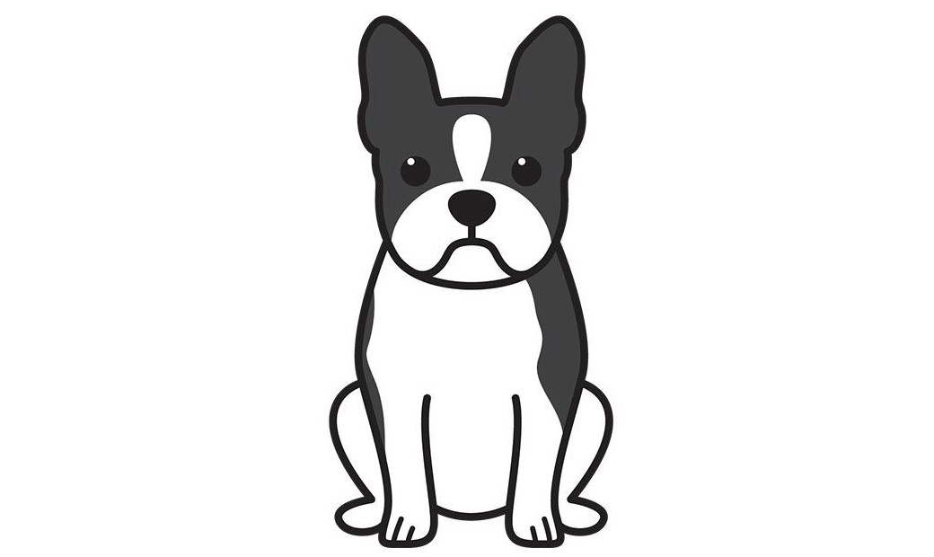 Boston Terrier How To Draw