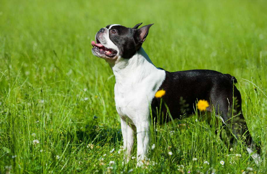 Boston Terrier Hvalpe Til salg