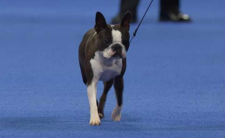 Boston Terrier In Westminster Dog Show