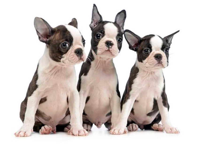 Boston Terrier Iowa For Sale