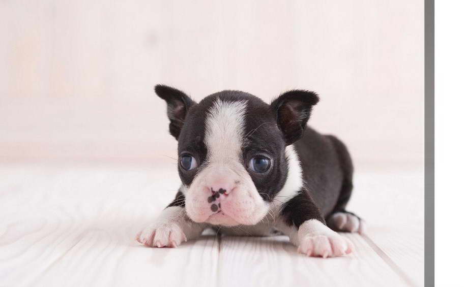 Boston Terrier Laying Down