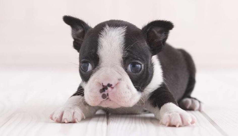 Boston Terrier Litter Size