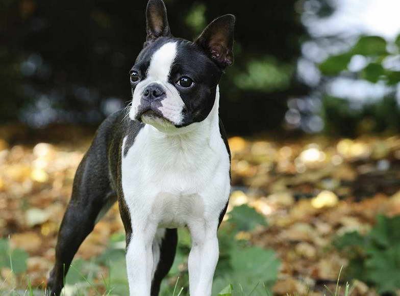 Boston Terrier Miniature Puppies For Sale