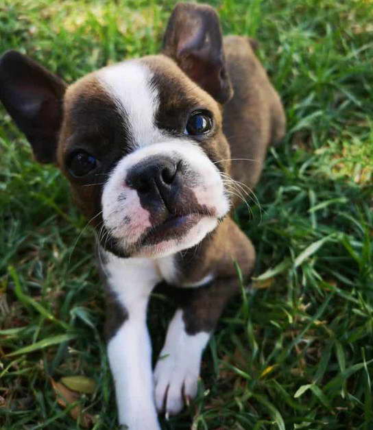 Boston Terrier Missouri