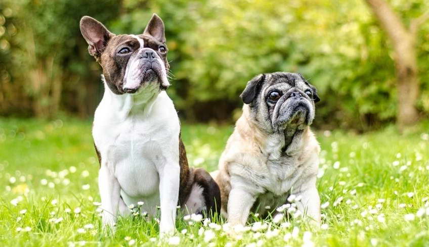 Boston Terrier Mixed With A Pug