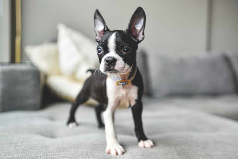 Boston Terrier Model