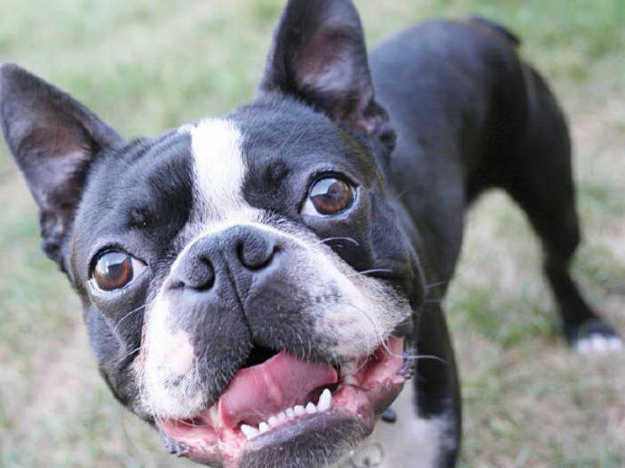 Boston Terrier Mouth