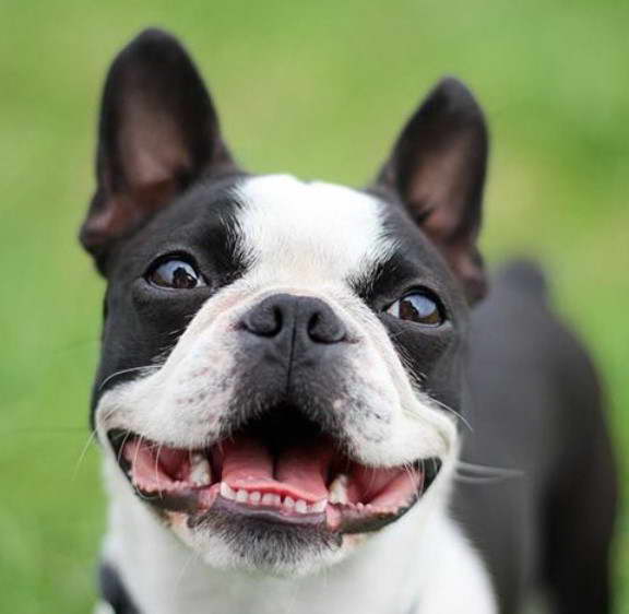 Boston Terrier Muscle