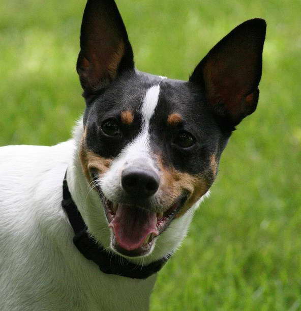 Boston Terrier Pedigree Database