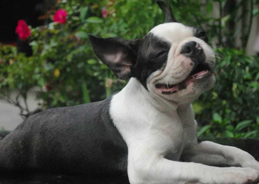 Boston Terrier Philippines