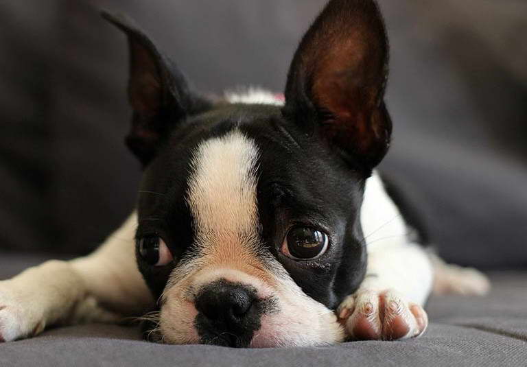 Boston Terrier Pictures With Captions