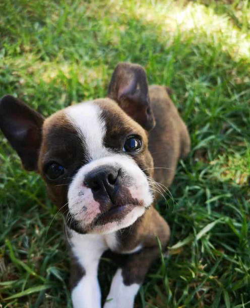 Boston Terrier Portland Oregon