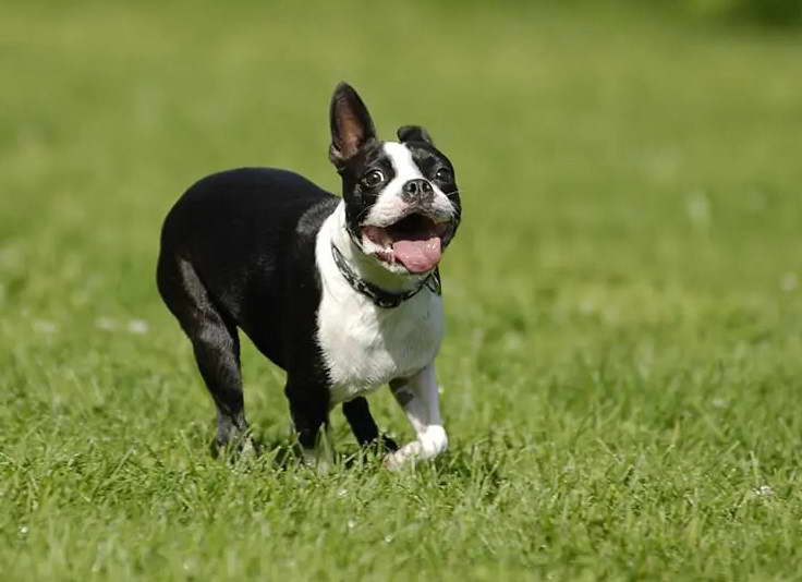 Boston Terrier Puerto Rico