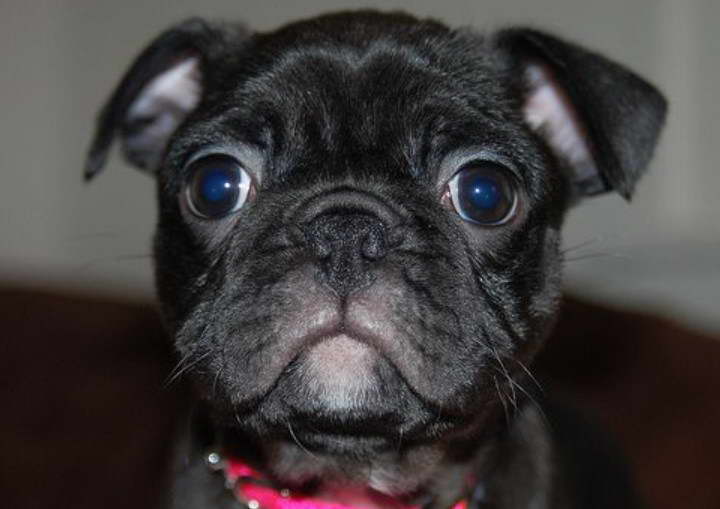 Boston Terrier Pug Cross Puppies For Sale