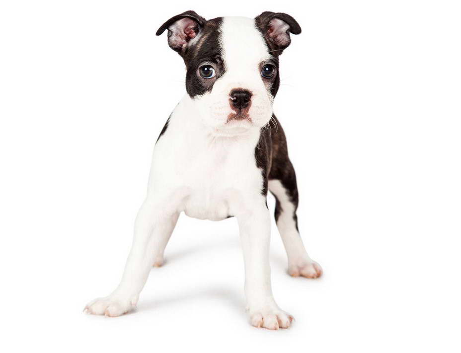 Boston Terrier Puppies California Craigslist