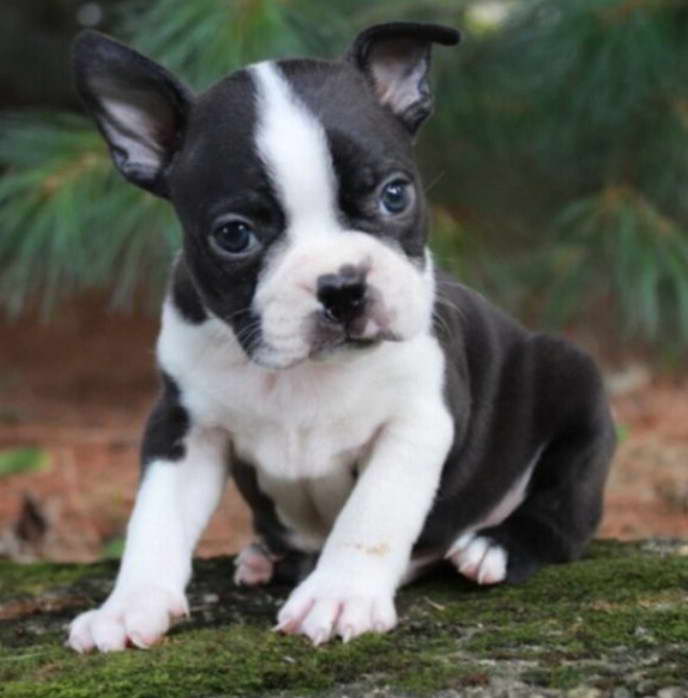 Boston Terrier Puppies For Sale Fresno