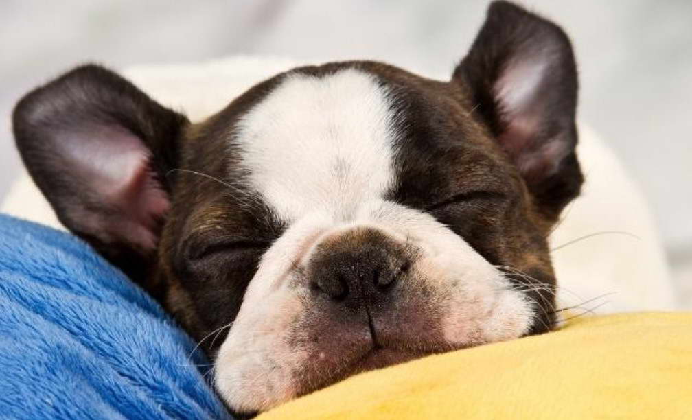 Boston Terrier Puppies For Sale in North Alabama