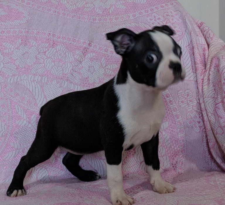 Boston Terrier Puppies For Sale In Winston Salem NC