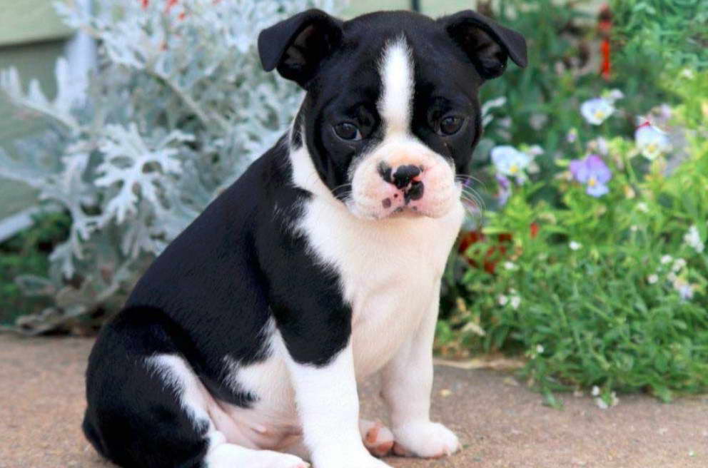 Boston Terrier Puppies For Sale in Yankton SD