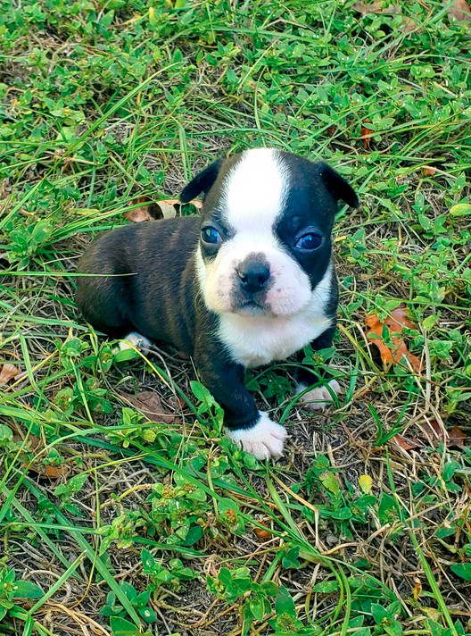 Boston Terrier Puppies For Sale Jax FL