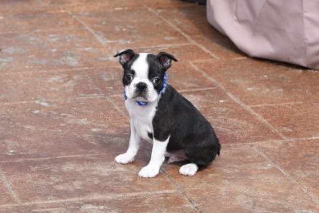 Boston Terrier Puppies For Sale Near Me Craigslist