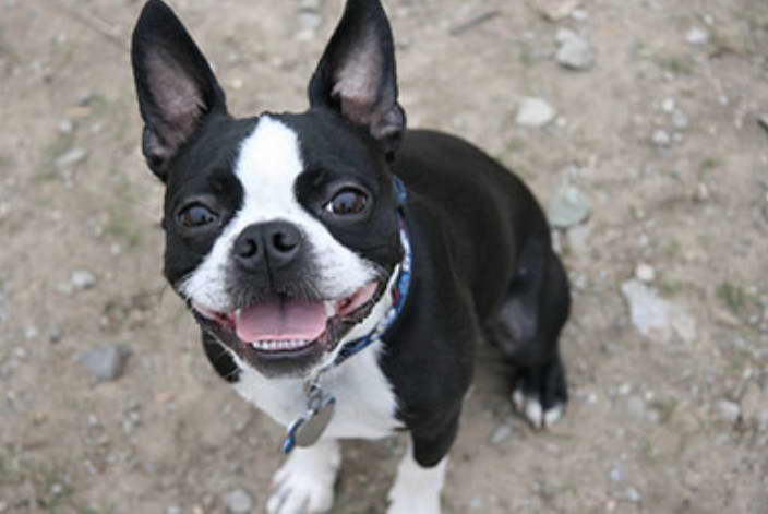 Boston Terrier Puppies For Sale Perth