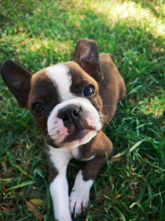 Boston Terrier Puppies For Sale Vancouver WA