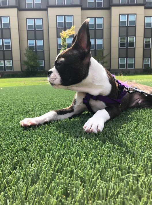 Boston Terrier Puppies Houston TX