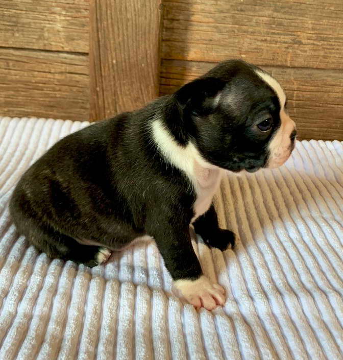 Boston Terrier Puppies Rochester MN