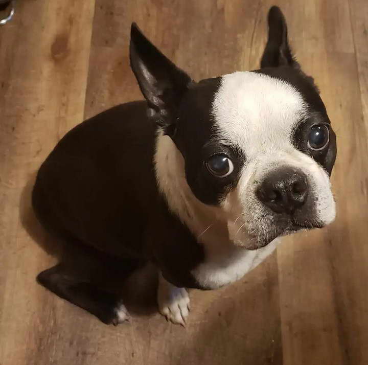 Boston Terrier Rescue Freedom PA