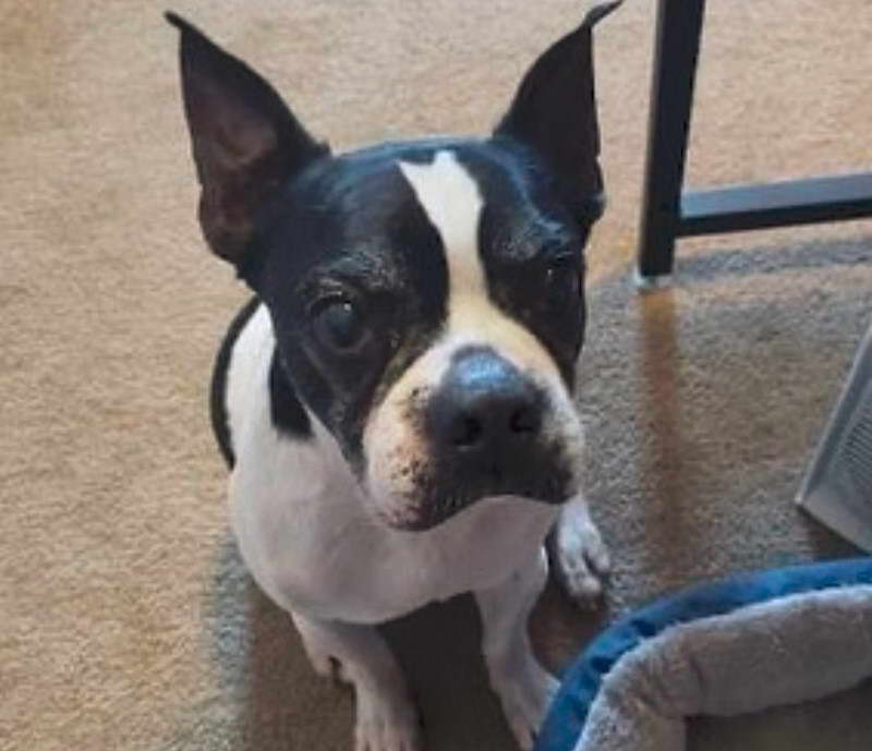 Boston Terrier Rescue Nm