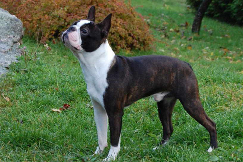 Boston Terrier Stud Service Near Me