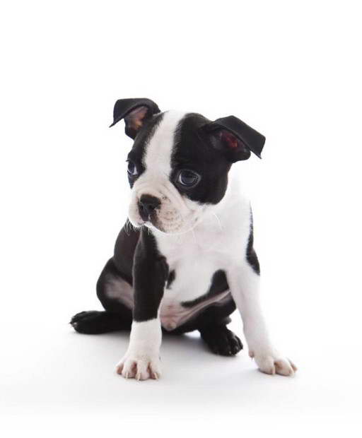 boston terrier vendre belgique