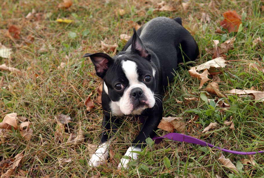 Boston Terrier Vomiting Undigested Food