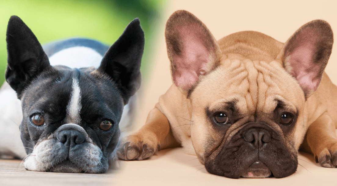 Boston Terrier Vs French Bulldog Price