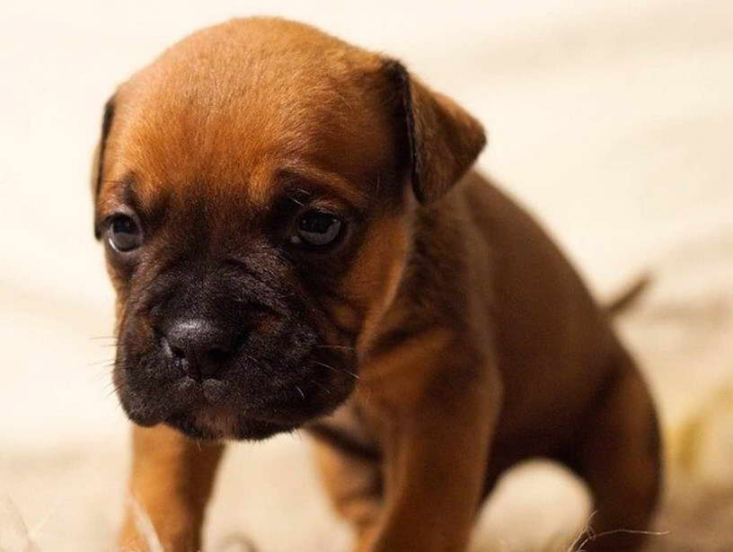 Boston Terrier With Down Syndrome